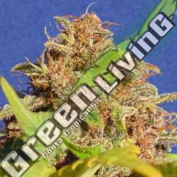1 UND FEM - WEDDING CAKE AUTO ORIGINAL SENSIBLE 1 UND FEMINIZADA
