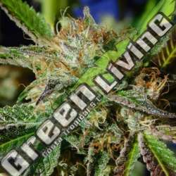 1 UND FEM - AUTO GHOST COOKIES ORIGINAL SENSIBLE 1 UND FEMINIZADA