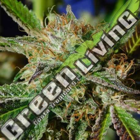 1 UND FEM - AUTO GHOST COOKIES ORIGINAL SENSIBLE 1 UND FEMINIZADA