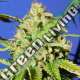 1 UND FEM - ORANGE DIESEL AUTO ORIGINAL SENSIBLE 1 UND FEMINIZADA
