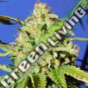 1 UND FEM - ORANGE DIESEL AUTO ORIGINAL SENSIBLE 1 UND FEMINIZADA