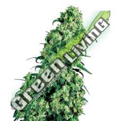 1 UND FEM - SKUNK 1 SENSI SEEDS FEMINIZADA 1 UND