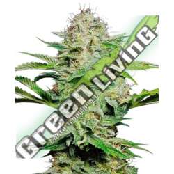 1 UND FEM - SENSI SKUNK AUTOMATIC SENSI SEEDS FEMINIZADA 1 UND