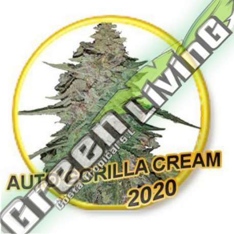 1 UND FEM - AUTO GORILLA CREAM (USA STRAINS) MR. HIDE SEEDS 1 UND FEM