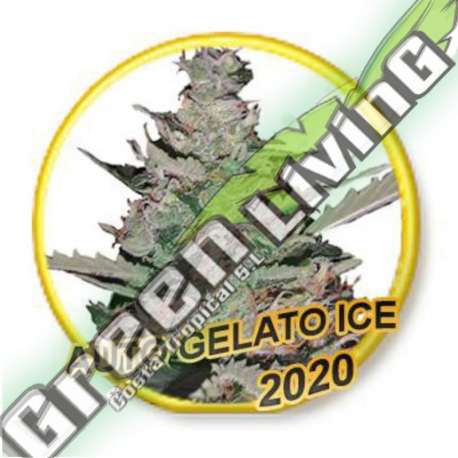 1 UND FEM - AUTO GELATO ICE (USA STRAINS) MR. HIDE SEEDS 1 UND FEM