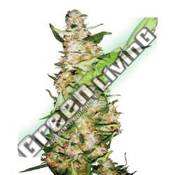 1 UND FEM - SKUNK 1 AUTOMATIC SENSI SEEDS FEMINIZADA 1 UND