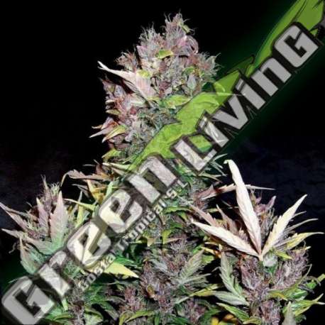 1 UND FEM - PURPLE RYDER AUTO DOCTOR'S CHOICE 1 UND FEMINIZADA