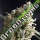 1 UND FEM - LENNON PYRAMID SEEDS FEMINIZADA 1 UND