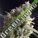 1 UND FEM - LENNON PYRAMID SEEDS FEMINIZADA 1 UND