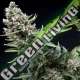 1 UND FEM - NEW YORK CITY PYRAMID SEEDS FEMINIZADA 1 UND