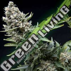 1 UND FEM - NEW YORK CITY PYRAMID SEEDS FEMINIZADA 1 UND