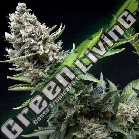 1 UND FEM - NEW YORK CITY PYRAMID SEEDS FEMINIZADA 1 UND