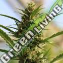 1 UND FEM - CANNABOOM CBD+ ORIGINAL SENSIBLE 1 UNF FEM