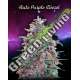 1 UND FEM - AUTO PURPLE DIESEL ADVANCED SEEDS 1 UND FEM