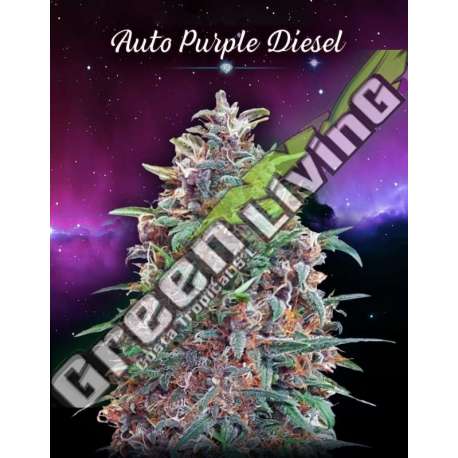 1 UND FEM - AUTO PURPLE DIESEL ADVANCED SEEDS 1 UND FEM