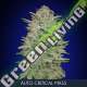 1 UND FEM - AUTO CRITICAL MASS ADVANCED SEEDS 1 UND FEM