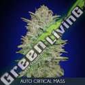 1 UND FEM - AUTO CRITICAL MASS ADVANCED SEEDS 1 UND FEM