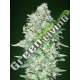 1 UND FEM - OG KUSH SFV ADVANCED SEEDS 1 UND FEM
