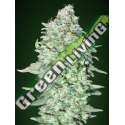 1 UND FEM - OG KUSH SFV ADVANCED SEEDS 1 UND FEM
