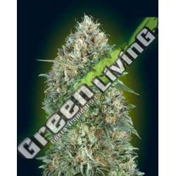 1 UND FEM - AUTO GELATO 33 ADVANCED SEEDS 1 UND FEM