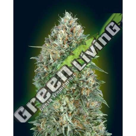 1 UND FEM - AUTO GELATO 33 ADVANCED SEEDS 1 UND FEM
