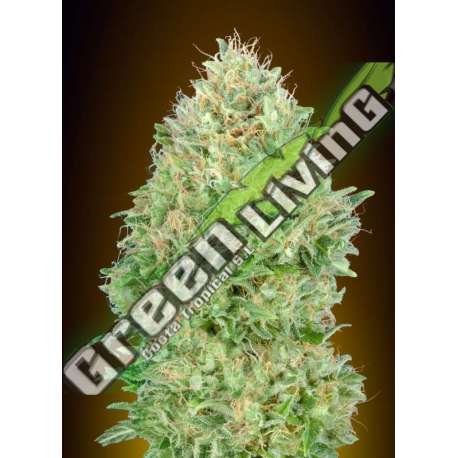 1 UND FEM - PINEAPPLE GLUE ADVANCED SEEDS 1 UND FEM