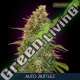 1 UND FEM - AUTO ZKITTLEZ ADVANCED SEEDS 1 UND FEM
