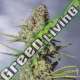 1 UND FEM - 9 MILIMETROS EXCLUSIVE SEEDS 1 UND FEM