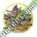 1 UND FEM - MR. TROPICANA HIDE (USA STRAINS) MR. HIDE SEEDS 1 UND FEM