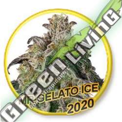 1 UND FEM - MR. GELATO ICE (USA STRAINS) MR. HIDE SEEDS 1 UND FEM