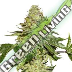 3 UND FEM - SHERBET SEEDSTOCKERS 3 UND FEMINIZADAS