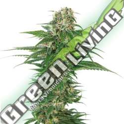 1 UND FEM - EARLY SKUNK SENSI SEEDS FEMINIZADA 1 UND