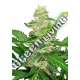 1 UND FEM - SUPER SKUNK AUTOMATIC SENSI SEEDS FEMINIZADA 1 UND