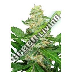 1 UND FEM - SUPER SKUNK AUTOMATIC SENSI SEEDS FEMINIZADA 1 UND