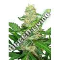 1 UND FEM - SUPER SKUNK AUTOMATIC SENSI SEEDS FEMINIZADA 1 UND