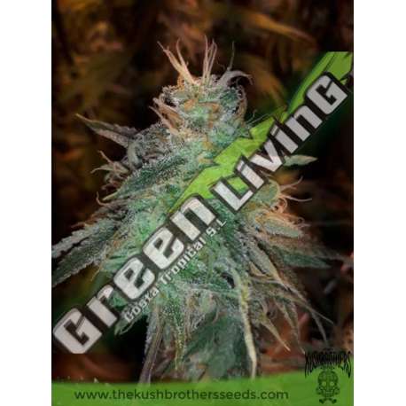 1 UND FEM - BANANA SHERBET THE KUSH BROTHERS SEEDS 1 UND FEMINIZADA