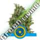 1 UND FEM - JOANNE'S CBD ROYAL QUEEN 1 UND FEMINIZADA