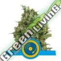 1 UND FEM - JOANNE'S CBD ROYAL QUEEN 1 UND FEMINIZADA