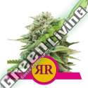 1 UND FEM - ROYAL RUNTZ ROYAL QUEEN 1 UND FEMINIZADA