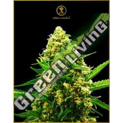 1 UND FEM - AUTOMATIC HYPNOTIC ANACONDA SEEDS FEMINIZADA 1 UND