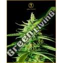 1 UND FEM - AK-01 ANACONDA SEEDS FEMINIZADA 1 UND