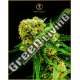 1 UND FEM - AMNESIA HAZE ANACONDA SEEDS FEMINIZADA 1 UND