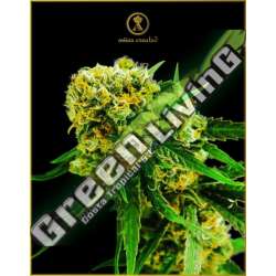 1 UND FEM - AMNESIA HAZE ANACONDA SEEDS FEMINIZADA 1 UND