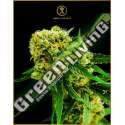 1 UND FEM - AMNESIA HAZE ANACONDA SEEDS FEMINIZADA 1 UND