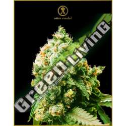 1 UND FEM - ANACONDA ANACONDA SEEDS FEMINIZADA 1 UND