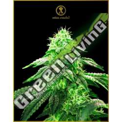 1 UND FEM - HYPNOTIC ANACONDA SEEDS FEMINIZADA 1 UND