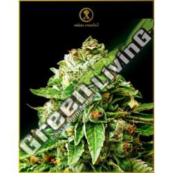 1 UND FEM - OG KUSH ANACONDA SEEDS FEMINIZADA 1 UND