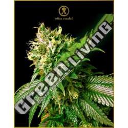 1 UND FEM - STRONG SKUNK ANACONDA SEEDS FEMINIZADA 1 UND