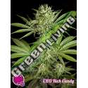 1 UND FEM - CBD RICH CANDY PHILOSOPHER 1 UND FEMINIZADAS