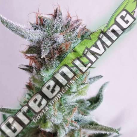 1 UND FEM - CITY KUSH EXCLUSIVE SEEDS 1 UND FEM